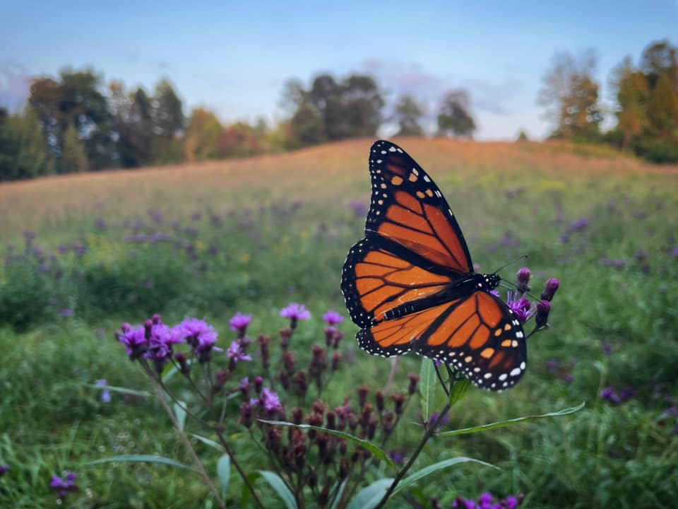 A Monarch Butterfly sipping nectar from Purple Ironweed in a grassland managed with Regenerative Grazing at Ketelwood, our Holistically Managed farm in Kentucky.  