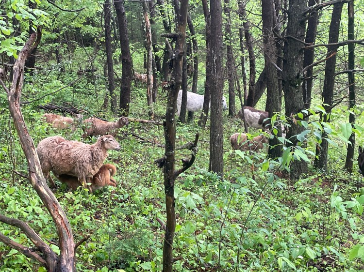 Hair sheep grazing a silvopasture on our regenerative farm.  Through Holistic Management, we use our multispecies herd to regenerate the Kentucky ecosystem we are based on. 