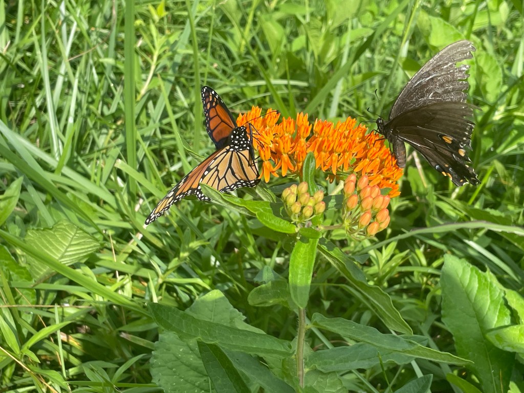 Grassland wildflowers are among the plants that benefit most from Holistic Planned Grazing on our regenerative farm in Kentucky.  A vital habitat and food source for pollinators, this Butterfly Milkweed is being shared by Monarch and Swallowtail Butterflies.