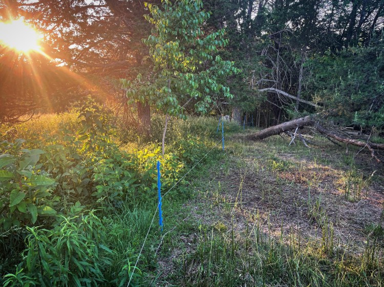 Holistic Planned Grazing is used to maximize ecosystem function, and raise healthy livestock. A piece of Holistic Management, Holistic Planned Grazing is the backbone of Regenerative Agriculture on our Kentucky Farm. 