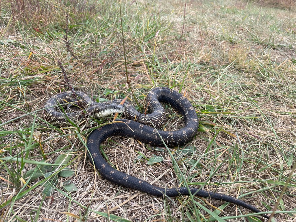 A Black Rat Snake found in the grassland at the Ketelwood Farm after grazing by our multispecies herd (flerd)  Holistic Planned Grazing maintains a lush savanna ecosystem at our regenerative agriculture farm in Kentucky.  