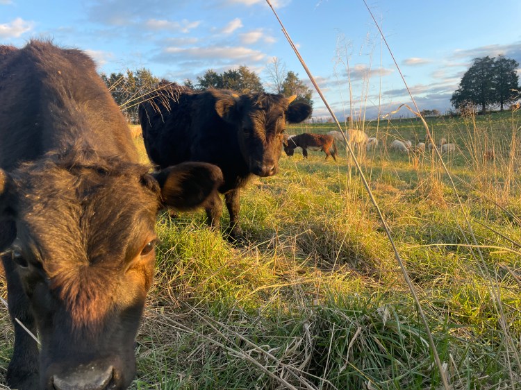 Irish Dexter cattle add diversity to our regenerative grazing operation in Kentucky.  We utilize Holistic Management and Holistic Planned Grazing to regenerate our ecosystem, and feed our community. 