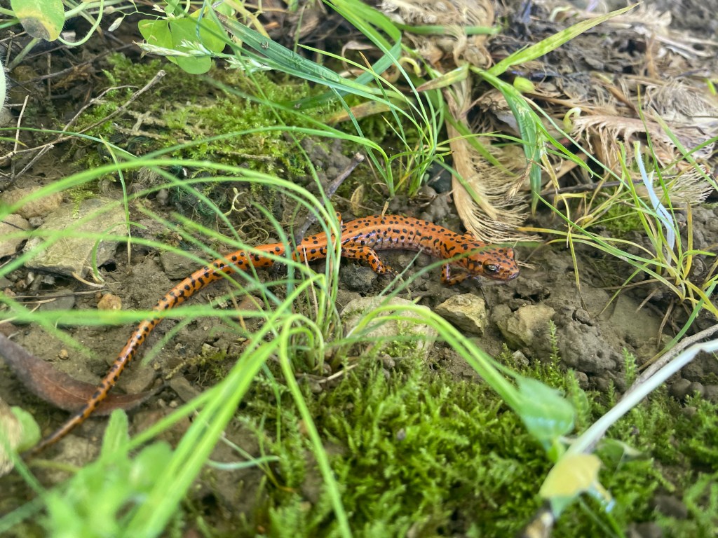 A Red Salamander spotted on our regenerative farm in Kentucky, a sign of a healthy water cycle that we foster with the use of Holistic Management. 