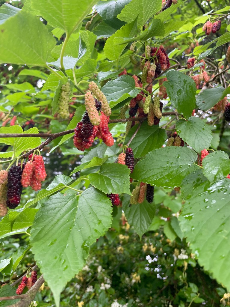 Unique hybrid mulberries grow wild on our regenerative farm in Kentucky, perhaps the world's oldest cultivated tree crop. We work with mulberry trees for food, fodder, forage, shade and shelter in our agroforestry and silvopasture systems. 