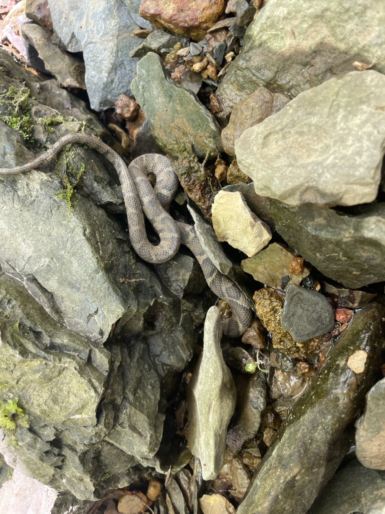 An Eastern Water Snake found in the gorge on the farm at Ketelwood, a Regenerative Agriculture operation in Kentucky.  